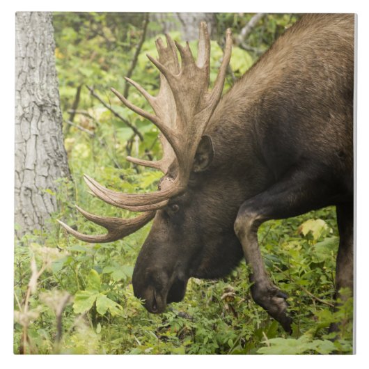 Meandering Moose Tegeltje (Voorkant)