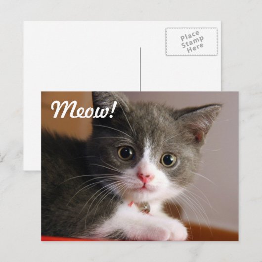 Meauw! Briefkaart (Voorkant / Achterkant)