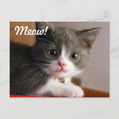 Meauw! Briefkaart (Voorkant)