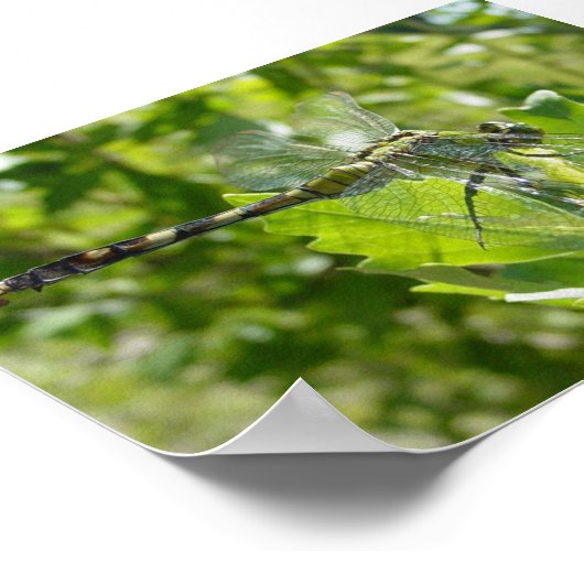 Mebourne Dragonfly Poster (Hoek)