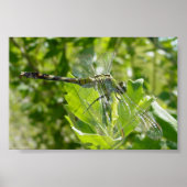 Mebourne Dragonfly Poster (Voorkant)