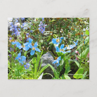 Meconopsis betonicifolia [Briefkaart] ポ ト カ ー ド Briefkaart