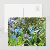 Meconopsis betonicifolia [Briefkaart] ポ ト カ ー ド Briefkaart (Voorkant / Achterkant)