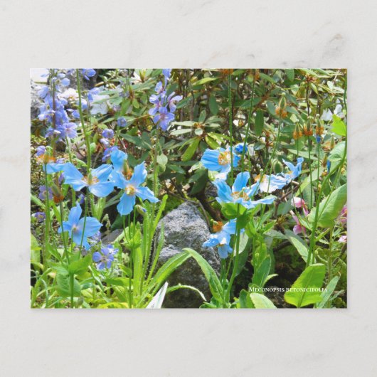 Meconopsis betonicifolia [Briefkaart] ポ ト カ ー ド Briefkaart (Voorkant)