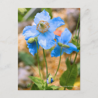 Meconopsis betonicifolia [Postcard] ポストカード Briefkaart