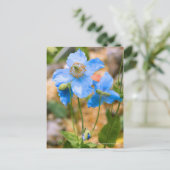 Meconopsis betonicifolia [Postcard] ポストカード Briefkaart (Staand voorkant)
