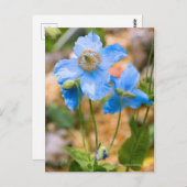 Meconopsis betonicifolia [Postcard] ポストカード Briefkaart (Voorkant / Achterkant)