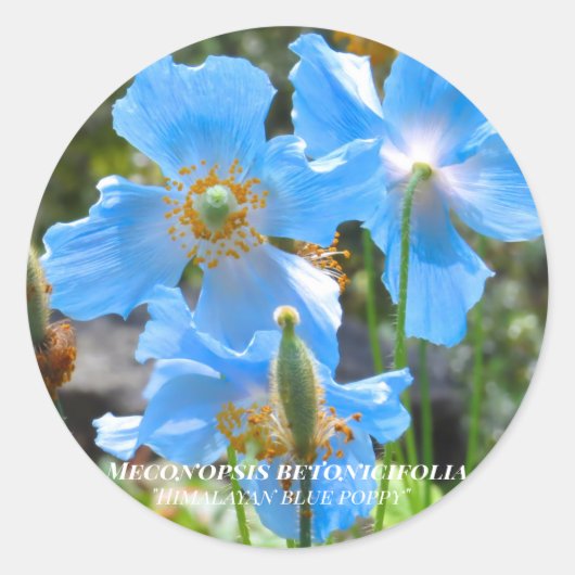 Meconopsis betonicifolia [Round Seal] ラウンドシール Ronde Sticker (Voorkant)