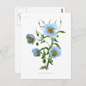 Meconopsis (blauwe papaver) briefkaart (Voorkant / Achterkant)