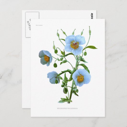 Meconopsis (blauwe papaver) briefkaart (Voorkant / Achterkant)
