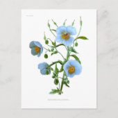 Meconopsis (blauwe papaver) briefkaart (Voorkant)