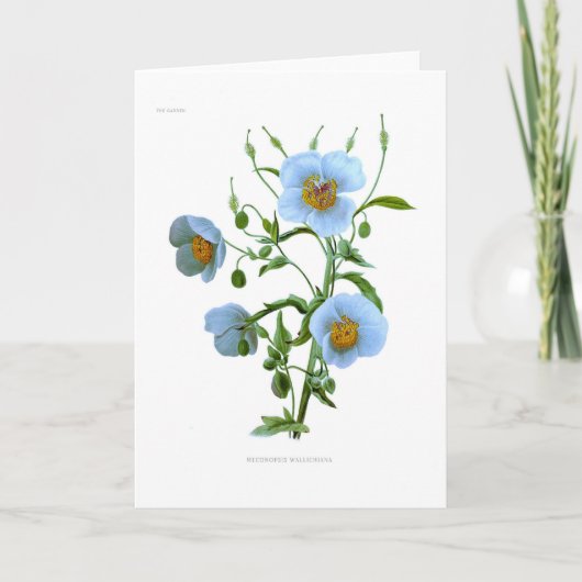 Meconopsis (blauwe papaver) kaart (Voorkant)