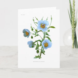 Meconopsis (blauwe papaver) kaart