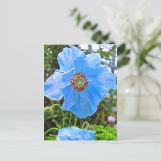 Meconopsis grandis [Briefkaart] ポ ト カ ー ド Briefkaart (Staand voorkant)
