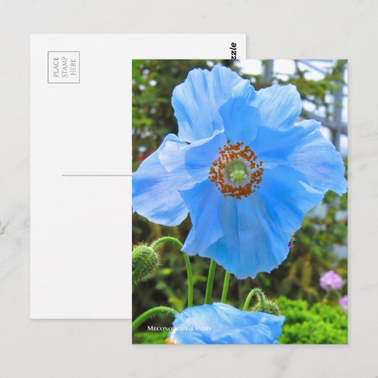 Meconopsis grandis [Briefkaart] ポ ト カ ー ド Briefkaart (Voorkant / Achterkant)