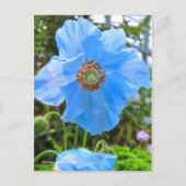 Meconopsis grandis [Briefkaart] ポ ト カ ー ド Briefkaart (Voorkant)