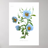 Meconopsis wallichiana (M wallichii) Poster (Voorkant)