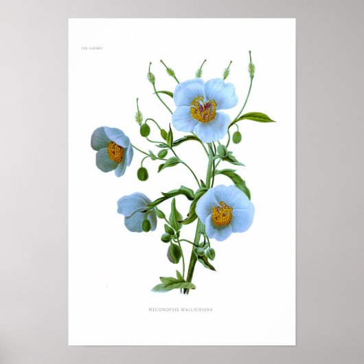 Meconopsis wallichiana (M wallichii) Poster (Voorkant)