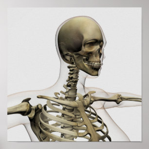 Medical Illustration Of A Woman'S Skull And Poster