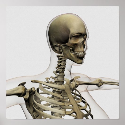 Medical Illustration Of A Woman'S Skull And Poster (Voorkant)