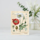 medicinaal Plant rode papaverbloem botanisch Briefkaart (Staand voorkant)