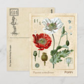 medicinaal Plant rode papaverbloem botanisch Briefkaart (Voorkant / Achterkant)
