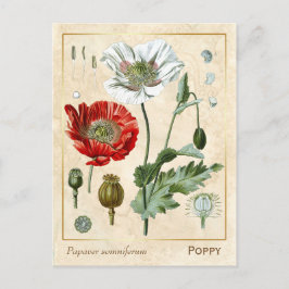  medicinaal Plant rode papaverbloem botanisch Briefkaart