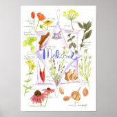 Medicinal Herb Garlic Echinacea Ginger Poster (Voorkant)