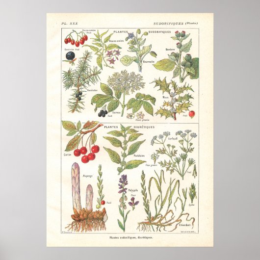 Medicinal Planten Herbs Diuretics Poster (Voorkant)
