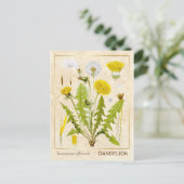 medicinale kruid Dandelion Bloem Botanisch Briefkaart (Staand voorkant)