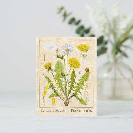  medicinale kruid Dandelion Bloem Botanisch Briefkaart (Staand voorkant)