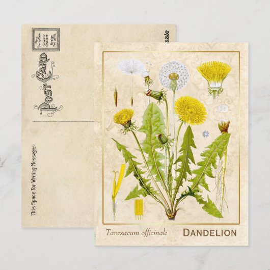  medicinale kruid Dandelion Bloem Botanisch Briefkaart (Voorkant / Achterkant)