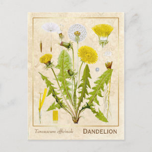 medicinale kruid Dandelion Bloem Botanisch Briefkaart
