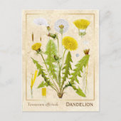  medicinale kruid Dandelion Bloem Botanisch Briefkaart (Voorkant)