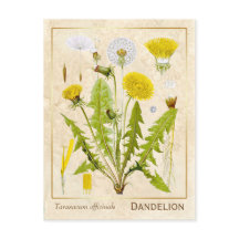  medicinale kruid Dandelion Bloem Botanisch