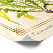  medicinale kruid Dandelion Bloem Botanisch Poster (Hoek)