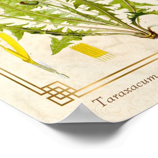 medicinale kruid Dandelion Bloem Botanisch Poster (Hoek)