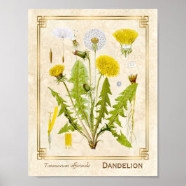  medicinale kruid Dandelion Bloem Botanisch Poster