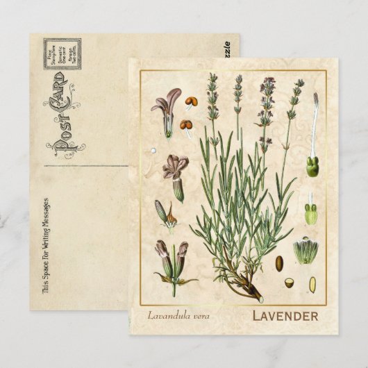  medicinale kruidenlavendel Botanisch Briefkaart (Voorkant / Achterkant)