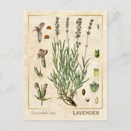 medicinale kruidenlavendel Botanisch Briefkaart