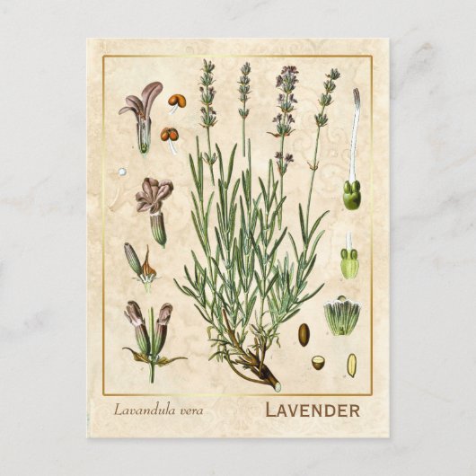  medicinale kruidenlavendel Botanisch Briefkaart (Voorkant)
