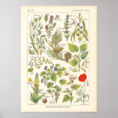 Medicinale Planten Calming Emollient Print in het  (Voorkant)