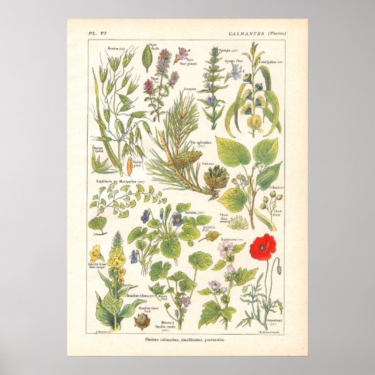 Medicinale Planten Calming Emollient Print in het (Voorkant)