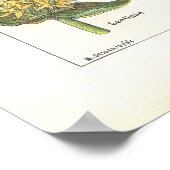 Medicinale Planten Verfrissend Afdruk in het Frans Poster (Hoek)