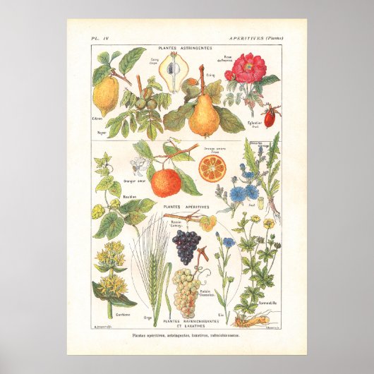 Medicinale Planten Verfrissend Afdruk in het Frans Poster (Voorkant)
