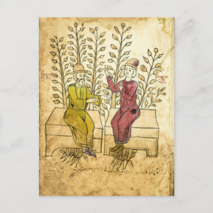 Medieval Herbalist Manuscript reëel foto-briefkaar Briefkaart