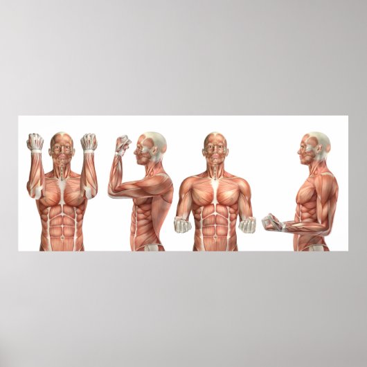 Medisch figuur die elleboogbuiging en -verlenging poster (Voorkant)