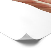 Medisch figuur die elleboogbuiging en -verlenging poster (Hoek)