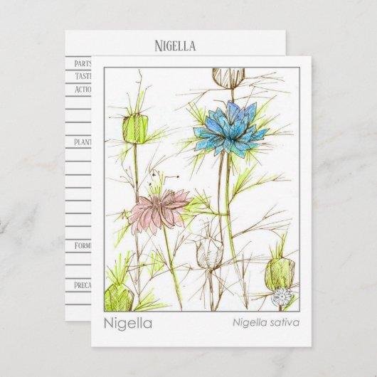Medisch Kruid Studie Kaart Nigella Wildflower