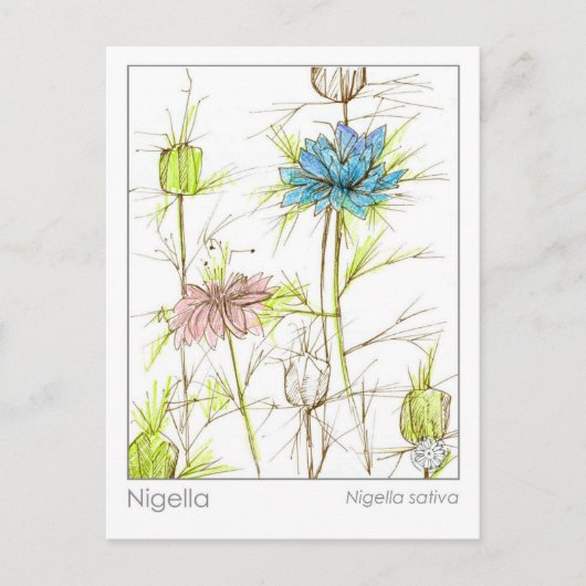 Medisch Kruid Studie Kaart Nigella Wildflower (Voorkant)